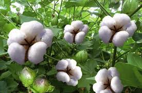 ผ้าฝ้าย( cotton)